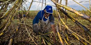 Sugarcane worker in Brazil